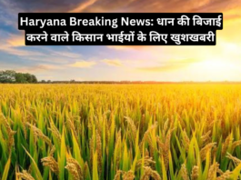 Haryana Breaking News Paddy Crops